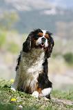 CAVALIER KING CHARLES 627